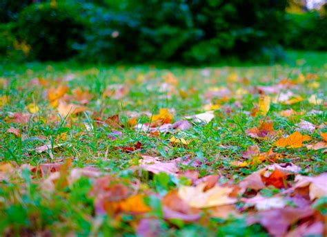 10 Fall Lawn Care Ideas Bob Vila