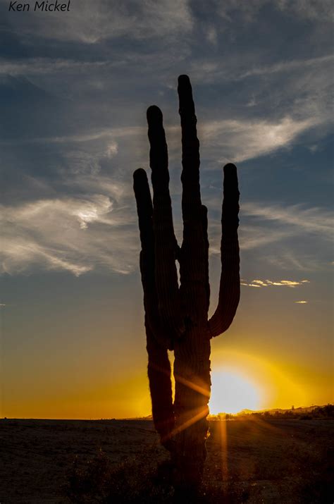 Saguaro Cactus Silhouette Photographed Near Goodyear Ariz Flickr