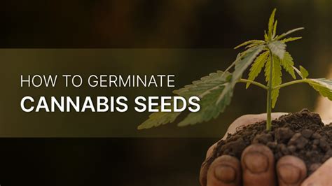 How To Germinate Cannabis Seeds A Step By Step Guide