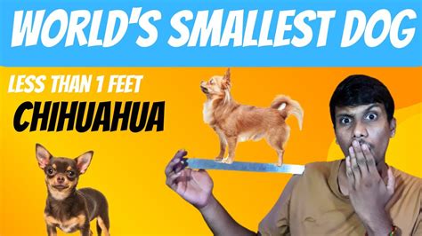 A Dog Smaller Than 1ft Scale Worlds Smallest Dog Chihuahua A To Z