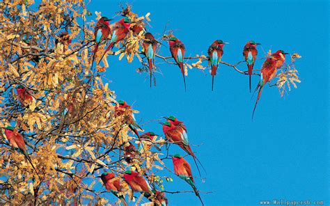 🔥 Download Wallpaper Trees And Birds Many Red On The Tree By
