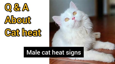 Q And A About Cat Heat Male Cat Heat Signs All Information About Cat Heat Youtube