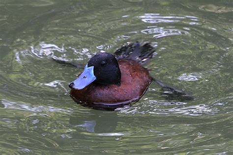 Argentine Ruddy Duck Duck Waterfowl Birds