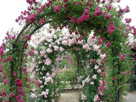 The Charming And Romantic Beauty Of A Splendid Rose Garden