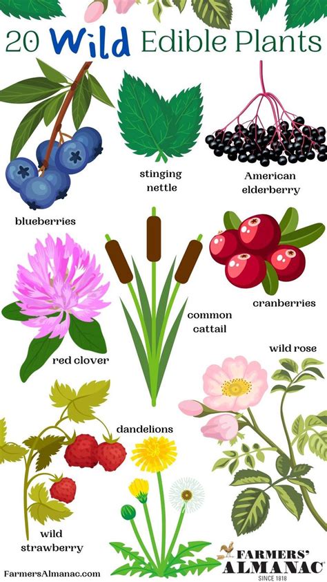 Complete Guide To Edible Plants