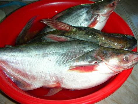 Resepi 1 kilo ikan tempoyak club. Resepi Bonda: Ikan Patin Masak Tempoyak