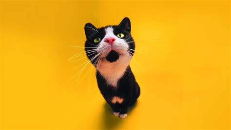 Download Wallpaper 1920x1080 Cat Funny Yellow Black White Full Hd 1080p Hd Background