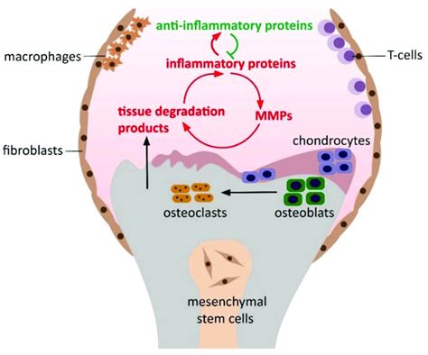 pathogenesis of osteoarthritis including the progression of the download scientific diagram