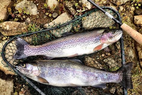 Check spelling or type a new query. Where to Go Rainbow Trout Fishing in Texas