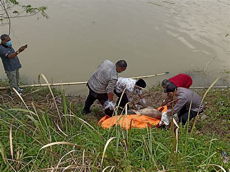Mayat Tanpa Identitas Mengapung Di Sungai Ciujung Ada Yang Kenal