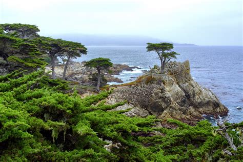 Lonely Cypress 17 Mile Drive California Cglphoto Flickr
