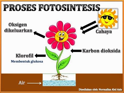 Proses Fotosintesis Pada Tumbuhan Hijau Kapsains