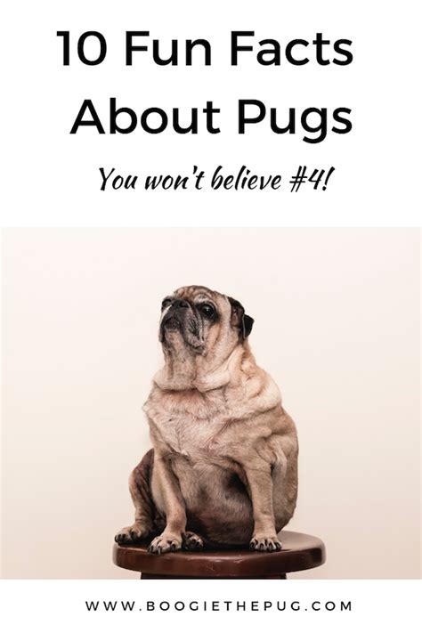 10 Fun Facts About Pugs Pug Facts Dog Facts Pugs