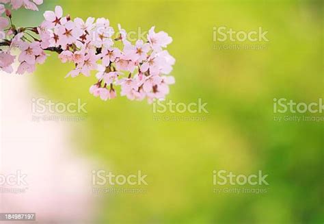 Pink Cherry Blossoms Stock Photo Download Image Now Beauty In
