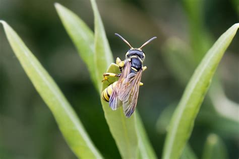 wasps crabronid wasps beetle wasp female cerceris se… flickr