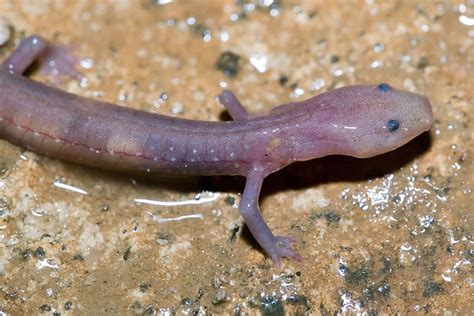 Eurycea Braggi E Nerea E Spelaea Grotto Salamander Complex