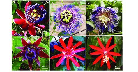 Flowers Of Species Of Passiflora With Ornamental Potential A P