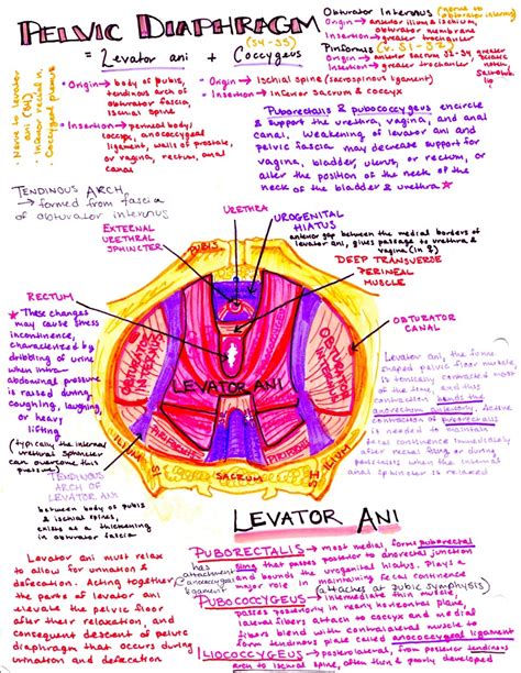 In this lesson you'll learn about the anatomy of the pelvis. hanson's anatomy — the muscles of the pelvic floor…do those Kegels...
