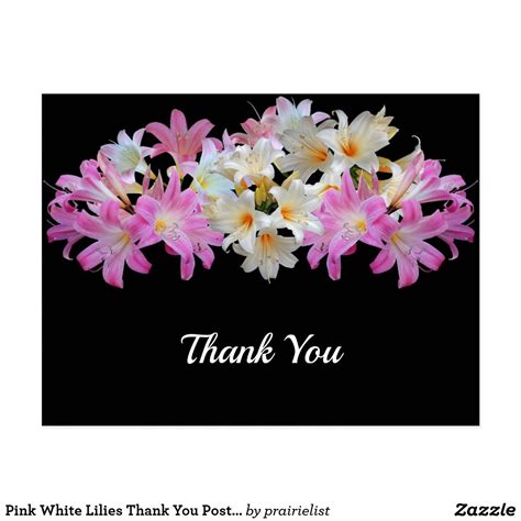 Pink White Lilies Thank You Postcard Zazzle In Pink White Lily