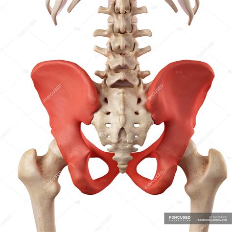 Human Anatomy Hip Bones ANATOMY STRUCTURE
