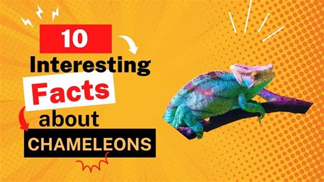 10 Interesting Facts About Chameleons Youtube