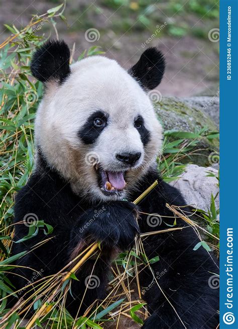 A Giant Panda Bear Eating Bamboo Stock Photo Image Of Eating Spain
