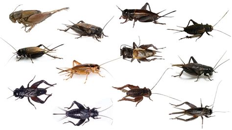 cricket species part 2 types of crickets part 2 youtube