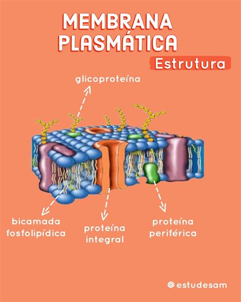 Estrutura Da Membrana Plasmática Membrana Plasmática Membrana