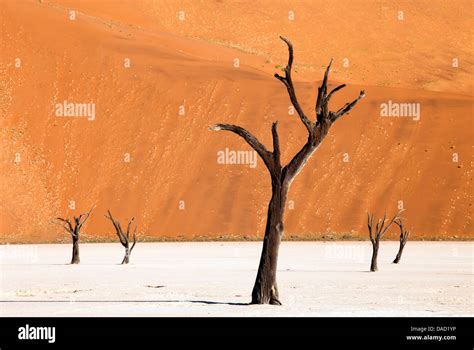 Dead Camelthorn Trees Of The Namib Desert At Dead Vlei Namib Desert