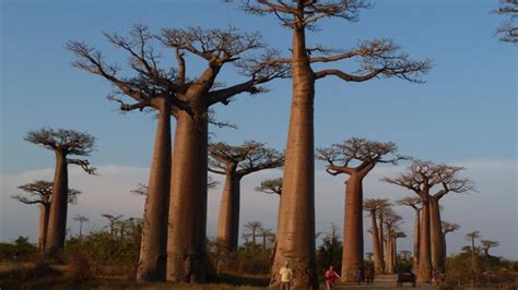 Ancient Baobab trees in Southern Africa are dying, scientists blame ...