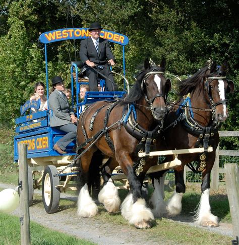 Horse Life And Love Shire Horses