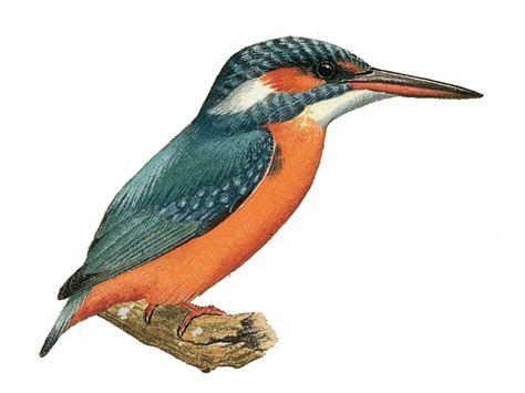 Kingfisher Bird Beak Png Image Png Mart
