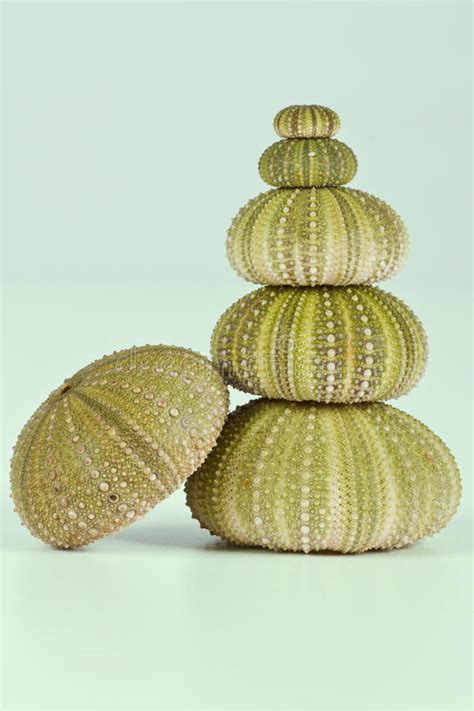 Stack Sea Urchin Shells Stock Photos Free And Royalty Free Stock Photos