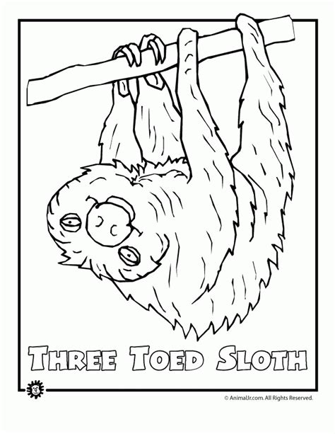 Rainforest Animals Coloring Pages Coloring Home