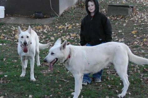 These are registered german shepherd puppies born on january first, two thousand eight. AKC white german shepherd puppies for Sale in Beulah ...