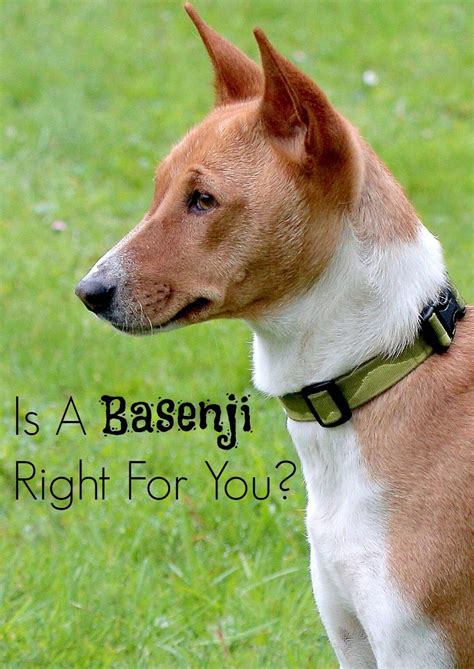 Is The Basenji The Right Hypoallergenic Dog For You Dog Breeds