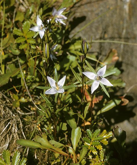 Gentianella Gentianaceae