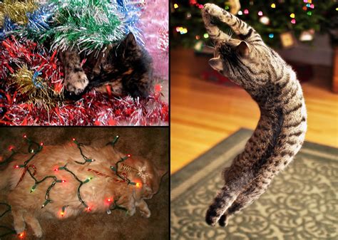 Cats In Christmas Trees 42 Pics