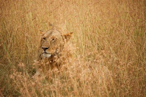 Male Lion With Mane Hiding In Camouflage In Savanna Grass Masai Mara