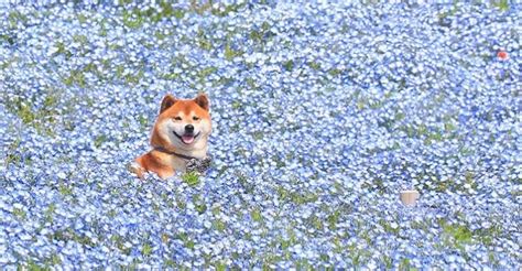 Adorable Shiba Inu Happily Poses In Japans Colorful Flower Fields