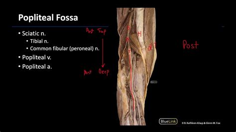 Popliteal Fossa M1 Dissection Supplement Youtube