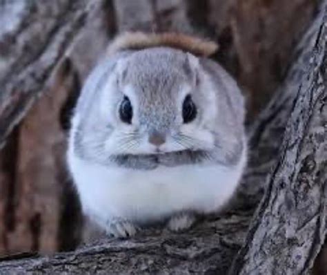 This Is The Japanese Dwarf Flying Squirrel It Lives In Sub Alpine