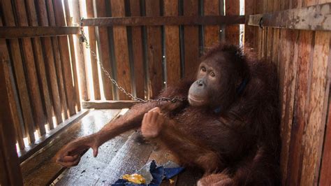Chained Orangutan Held Captive In Borneo Enjoys New Freedom After