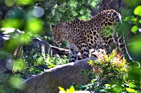 The Amur Leopard Pictured Here Is On The Critically Endangered List