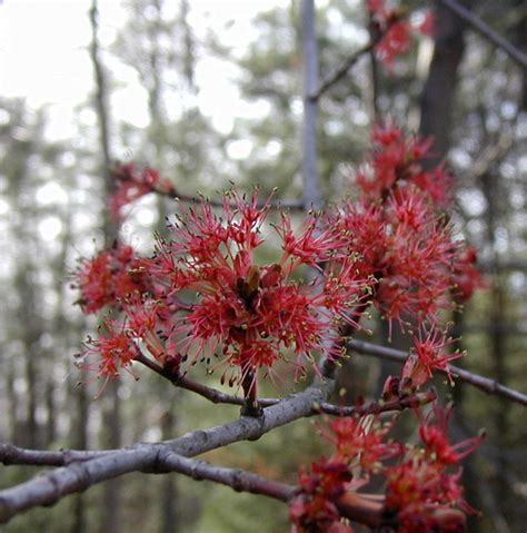 Red Flowering Maple Trees