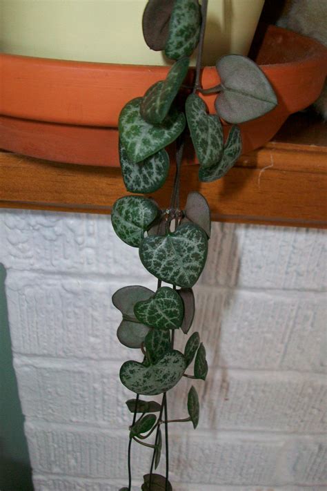 They will gladly take all your loving and grow happily in any kind of planter. Heart Shaped Vine Goes By Many Names