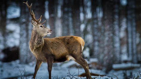 Deer Forest Wallpapers Wallpaper Cave