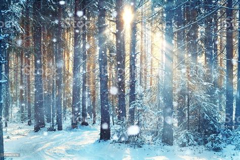 Blurred Background Forest Snow Winter Stock Photo And More