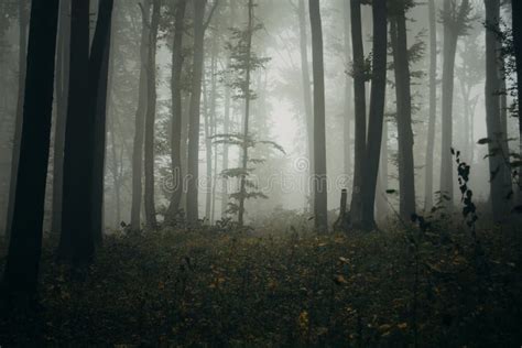 Haunted Forest With Fog On Halloween Evening Stock Photo Image Of