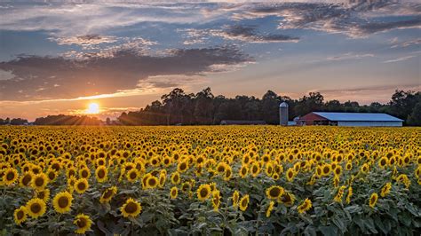 Massive 20 Acre Michigan Sunflower Field Blooms For The Season